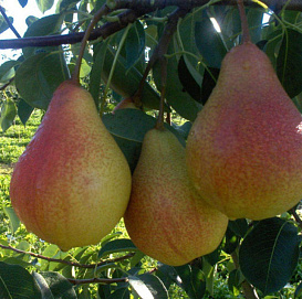 Груша 'Мария'