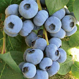 Голубика низкорослая 'Гурон'