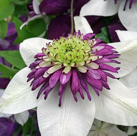 Клематис 'Виенетта'