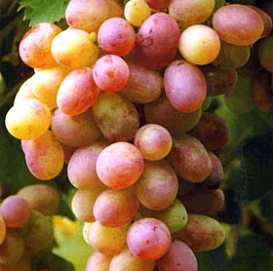 Виноград 'Матрешка'