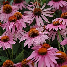Эхинацея пурпурная 'Магнус'