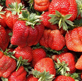 Земляника (клубника) 'Мармелада'