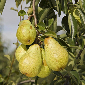 Груша 'Вильямс'