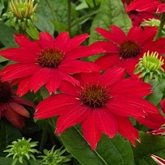 Эхинацея пурпурная 'Сальса Ред'