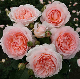 Роза 'Мархензаубер' (флорибунда) (абрикосовая)