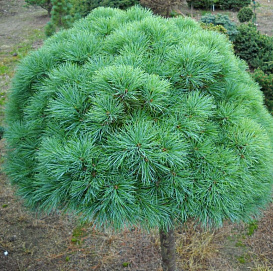 Сосна веймутова 'Си Урчин'