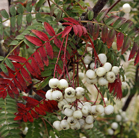 Рябина Кёне