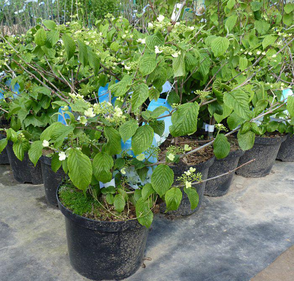 Калина складчатая