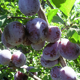 Слива 'Богатырская синяя'