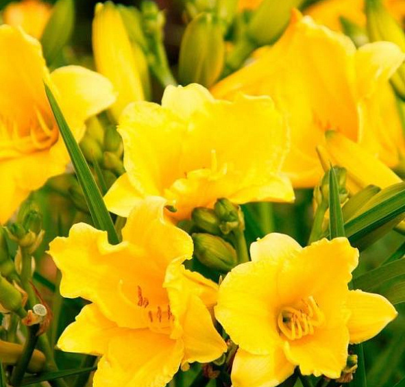 Лилейник поздний (Тунберга) 'Хэппи Ретернс'