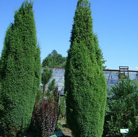 Можжевельник обыкновенный 'Суецика'