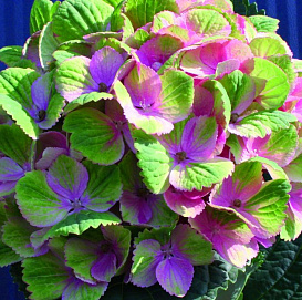 Гортензия крупнолистная 'Мэджикал'