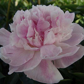 Пион молочноцветковый 'Сиинг Блю' (розовыйс фиолетовым)