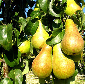 Груша колоновидная 'Г 322'