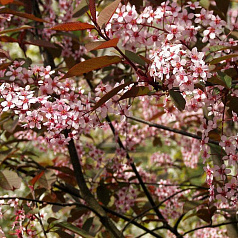 Черемуха обыкновенная 'Колората'