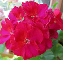 Пеларгония зональная 'Неона' (малиновая- темный лист)