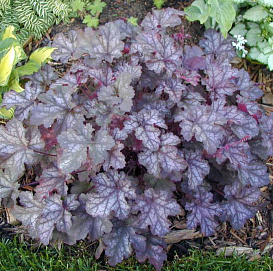 Гейхера гибридная 'Кан Кан'