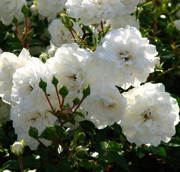 Роза 'Сифоум' (шраб) (белая)