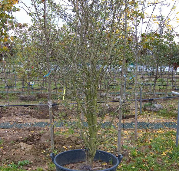 Боярышник средний 'Паульс Скарлет'