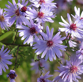 Астра сердцелистная 'Литл Карлоу' (пурпурная)