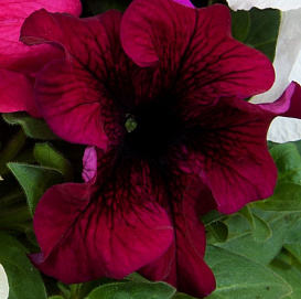 Петуния (сурфиния) гибридная 'Тритуния ред' (красно - вишневая)