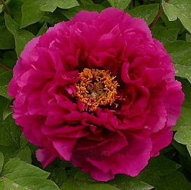 Пион древовидный 'Лу Янг Хонг' (розовый)