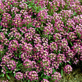 Алиссум морской (Лобулярия) 'Исте Боннет Пинк'