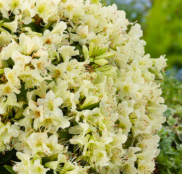 Рододендрон гибридный (азалия) 'Шемрок' (желто-лимонный)