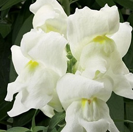 Антирринум компактный (Львиный зев) 'Монтего Уайт' (белый)