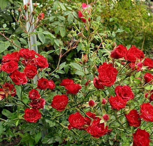 Роза 'Фиона' (почвопокровная) (красная)