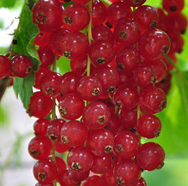 Смородина красная 'Валентиновка'