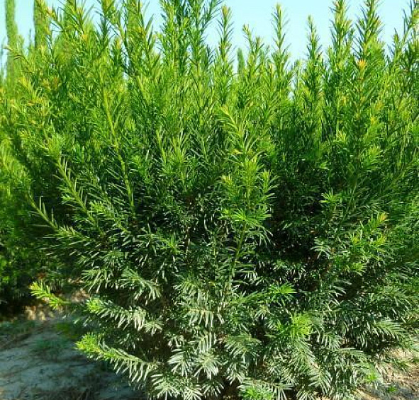 Тис средний 'Гроенланд'