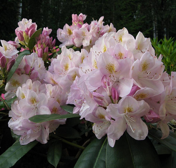 Рододендрон гибридный 'Гомер Ватерер' (розово-лиловый светлый)