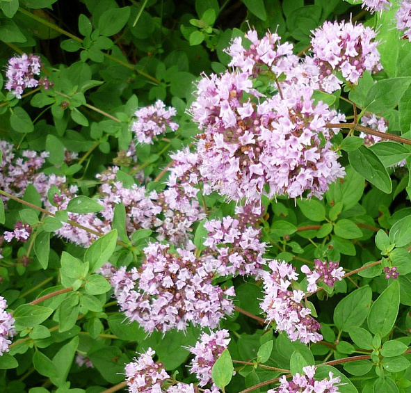 Душица обыкновенная