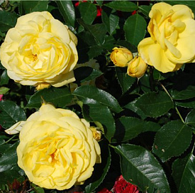 Роза 'Люция' (парковая)