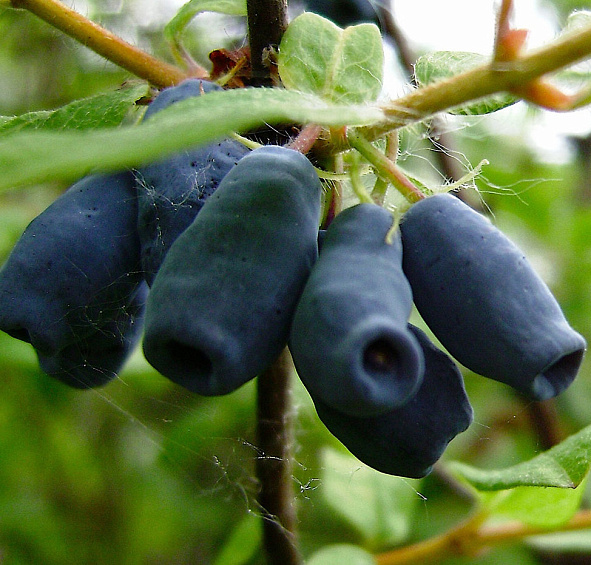 Жимолость съедобная 'Челябинка'
