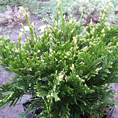 Туя складчатая 'Кан Кан'