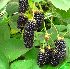 Ежевика 'Небеса могут подождать'