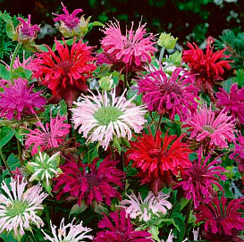 Монарда двойчатая (гибридная) 'Панорама' (микс)