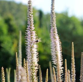 Вероникаструм виргинский 'Альбум' (белый)
