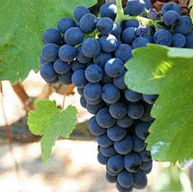 Виноград 'Сходненский'