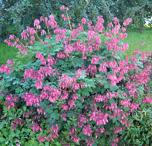 Дицентра красивая