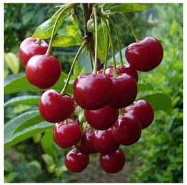 Дюк 'Превосходная Веньяминова'