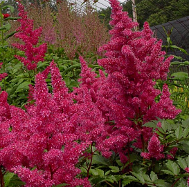 Астильба японская 'Бремен' (вишневая)