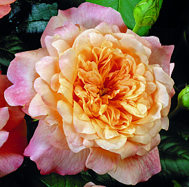 Роза 'Кинг Артур' (чайно-гибридная) (розово-абрикосовый)
