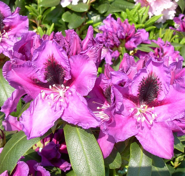 Рододендрон гибридный 'Распутин' (фиолетовый)