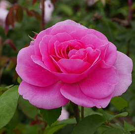 Роза 'Гертруда Джекилл' (парковая) (розовая)