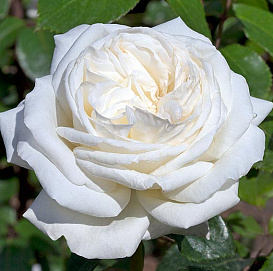 Роза 'Ломоносов (Пьер Ардити)' (чайно-гибридная) (белая)