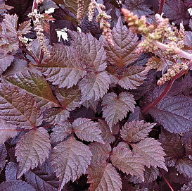 Астильба тунберга 'Чоколад шегун' (бело - розовая)