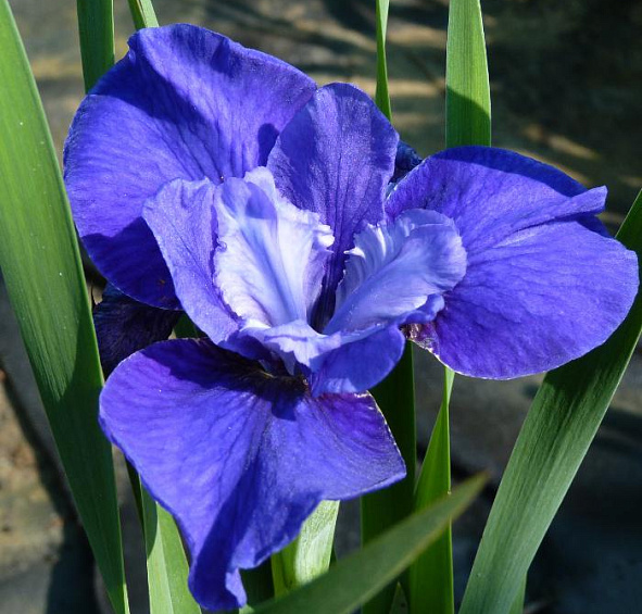 Ирис сибирский 'Рафлд Велвет'
